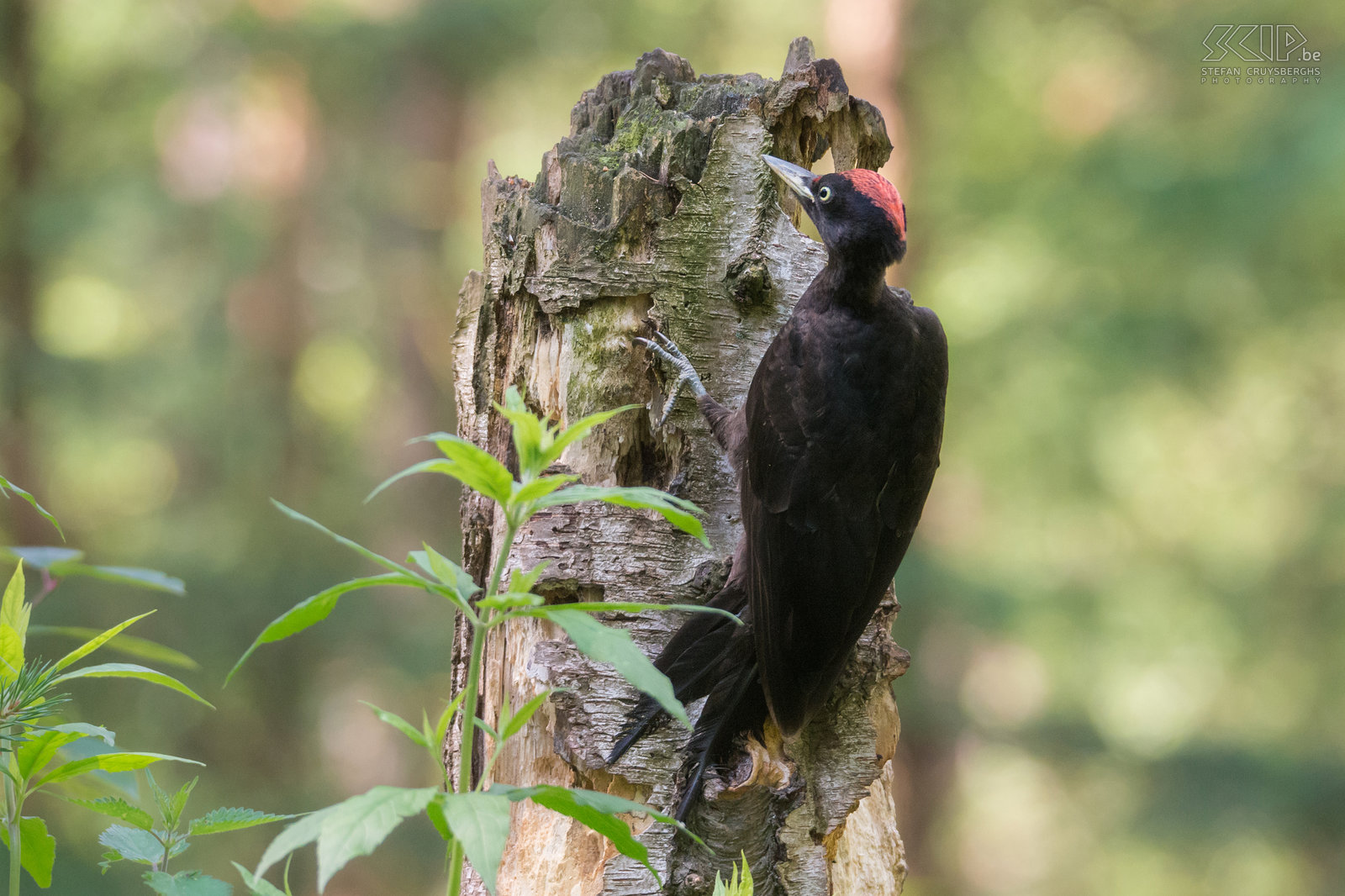 Woodpeckers - Black woodpecker The black woodpecker (Dryocopus martius) is about 50 cm tall and it is the largest woodpecker in Europe. This woodpecker is quite rare. This bird prefers large, old forests where many old and rotten trees can be found.  Stefan Cruysberghs
